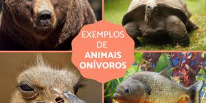 Animais onívoros - Exemplos, fotos e curiosidades