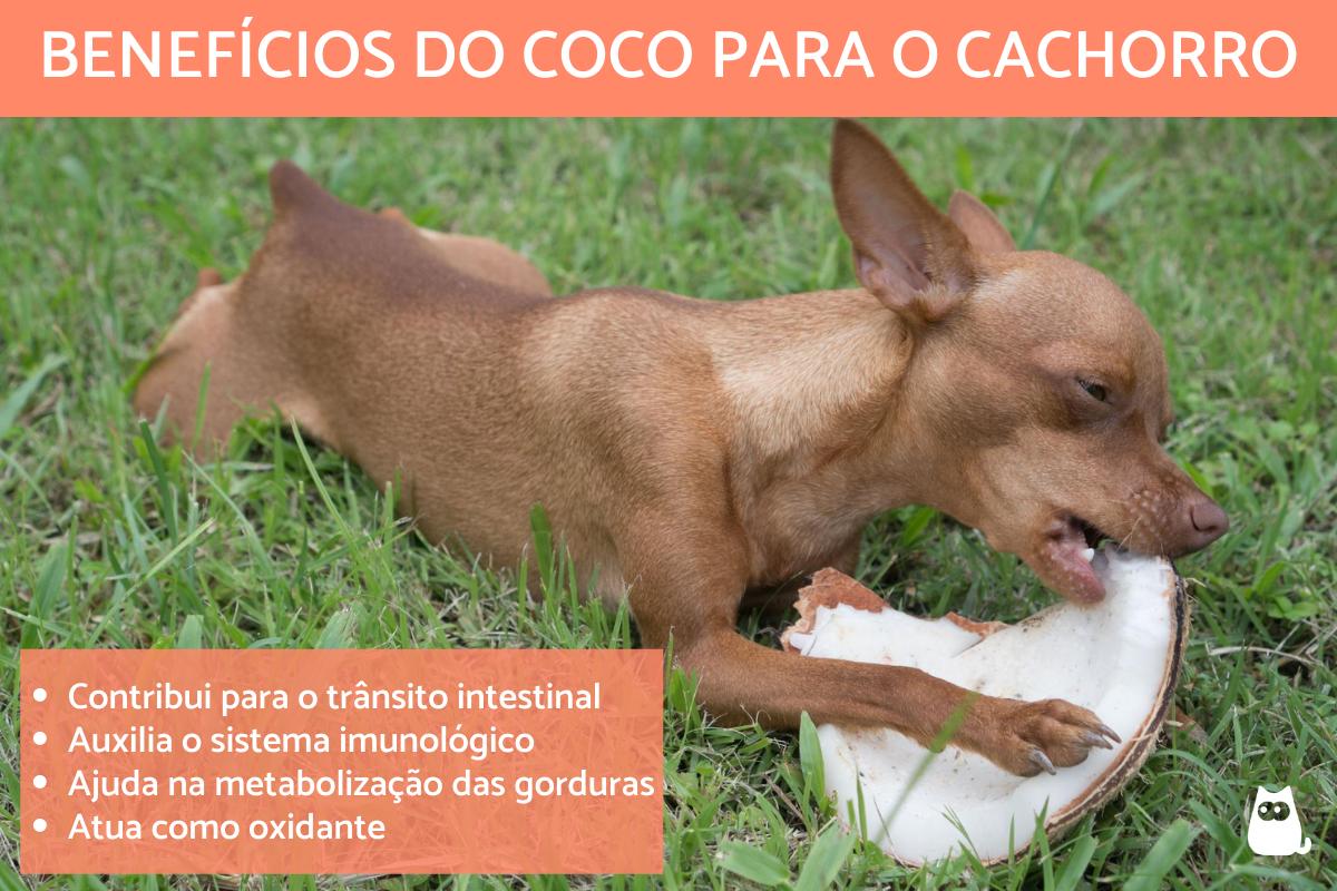 Cachorro pode comer coco?