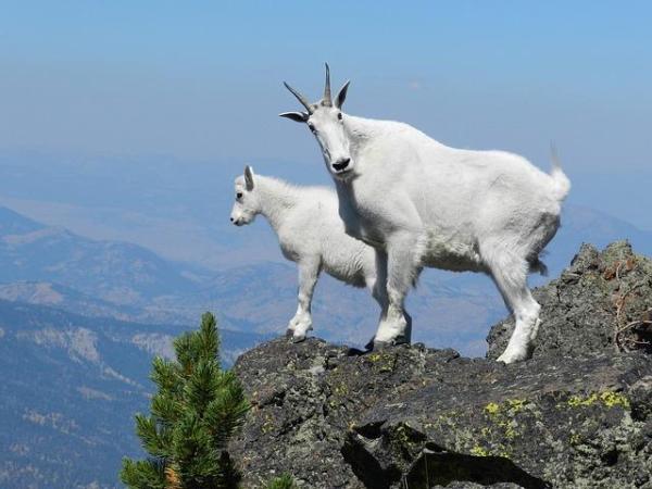 Os 10 animais que saltam mais alto - Cabra-das-montanhas, salta até 40 metros do penasco