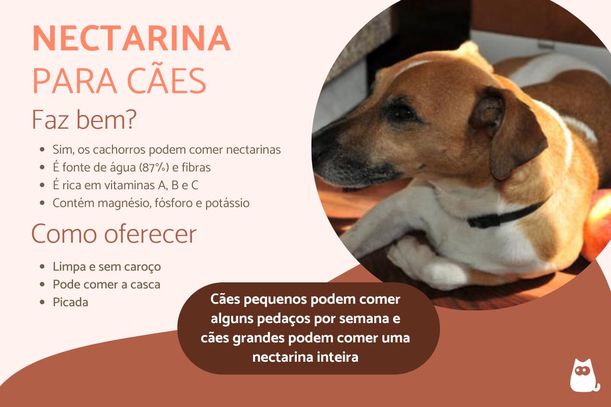 Cachorro pode comer nectarina?