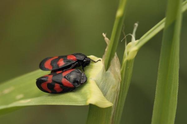 Os 10 animais que saltam mais alto - Cercopidae, salta 100 vezes o seu tamanho