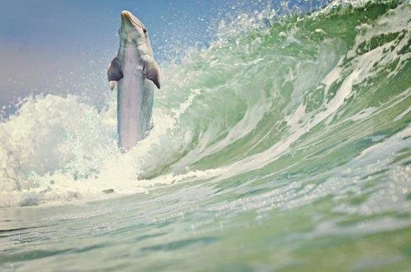 Os 10 animais que saltam mais alto - Golfinhos, um dos melhores saltadores