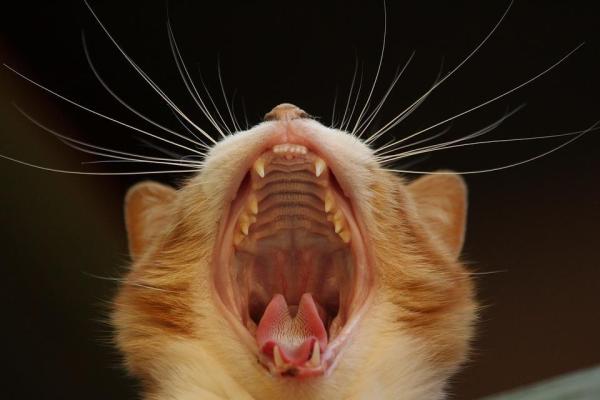 Estomatite em gatos - Sintomas e tratamento - O que é a estomatite em gatos?