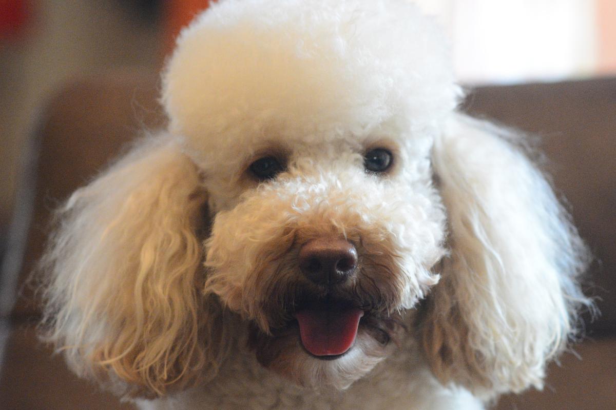 Olho de cachorro lacrimejando - Causas, sintomas e tratamento