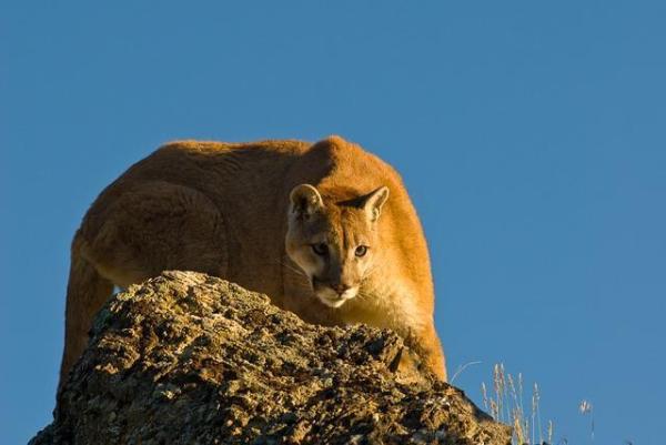 Os 10 animais que saltam mais alto - Onça-parda ou Puma, pode atingir os 5 metros de altura