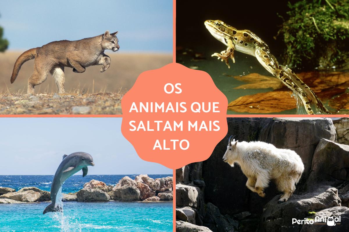 Os 10 animais que saltam mais alto