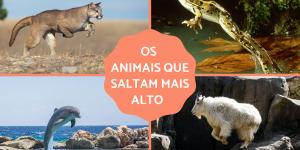 Os 10 animais que saltam mais alto