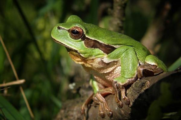 Os 10 animais que saltam mais alto - Rã, saltam 150 vezes o seu tamanho
