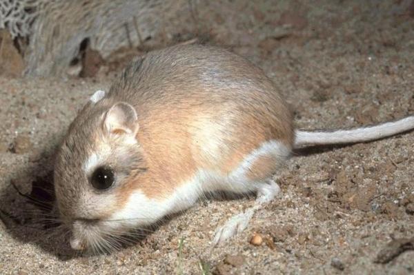 Os 10 animais que saltam mais alto - Rato-canguru, o roedor mais saltitão