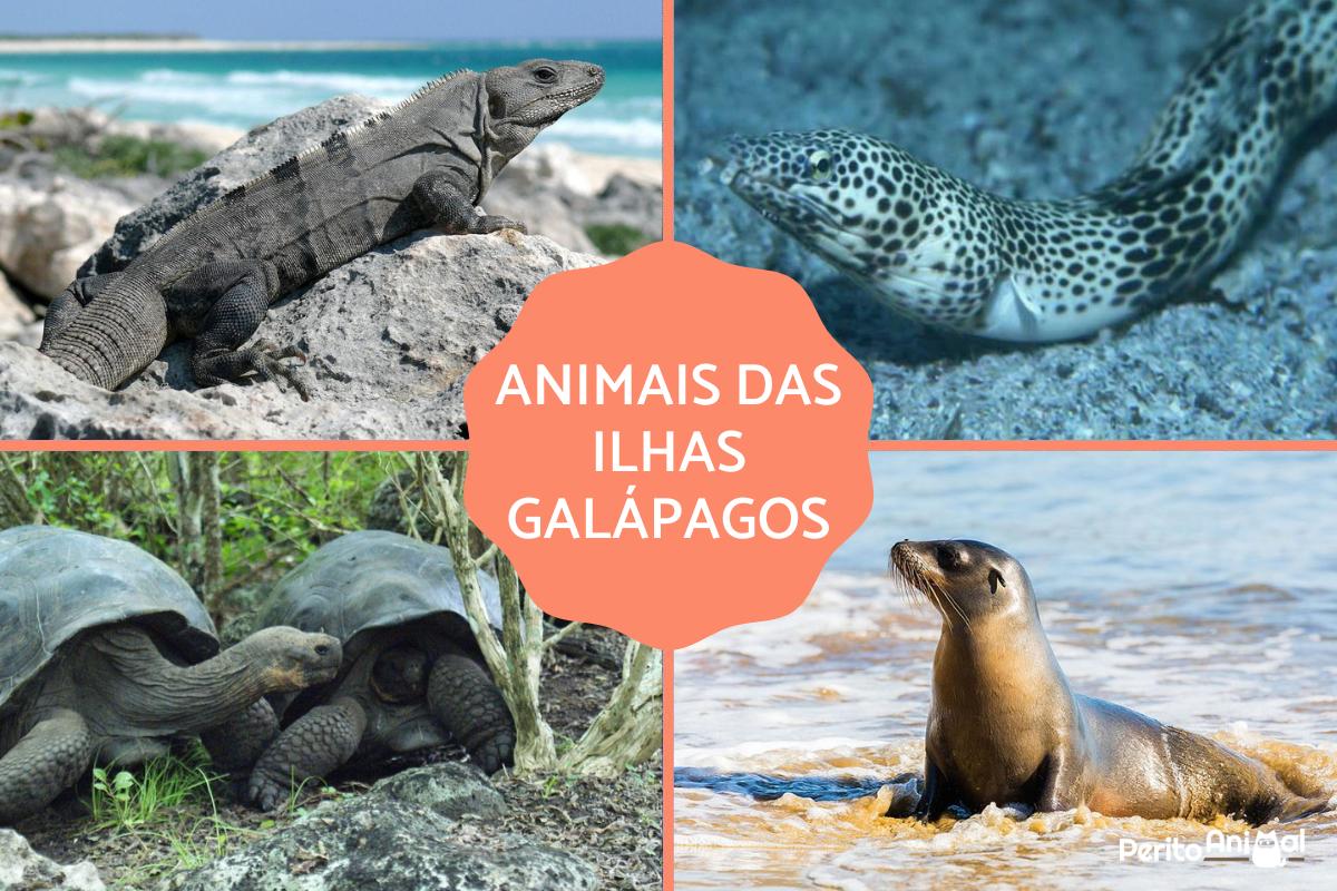 Animais das ilhas Galápagos