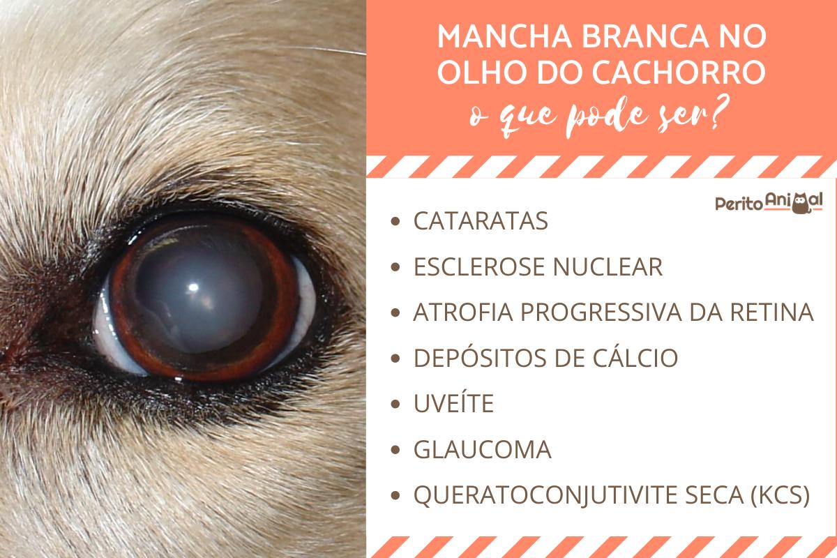Mancha branca no olho do cachorro: o que pode ser