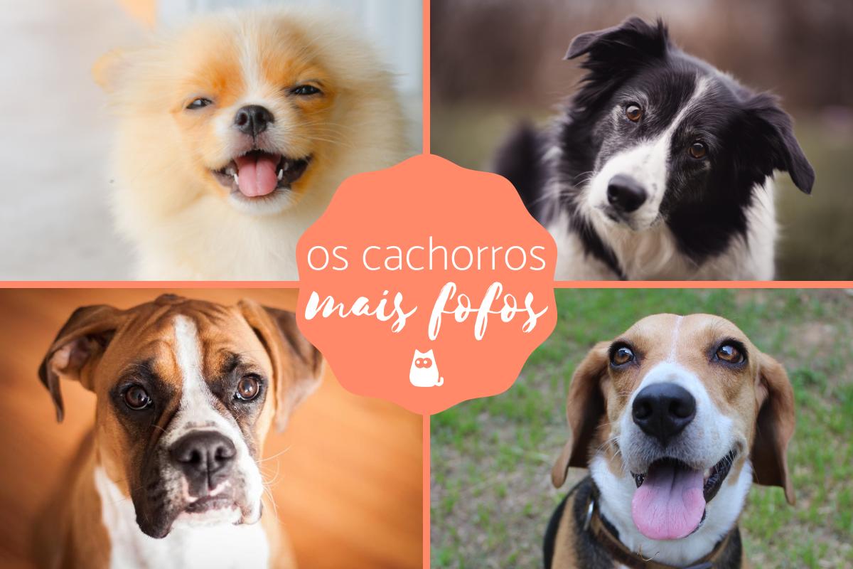 10 raças de cachorros mais fofas do mundo