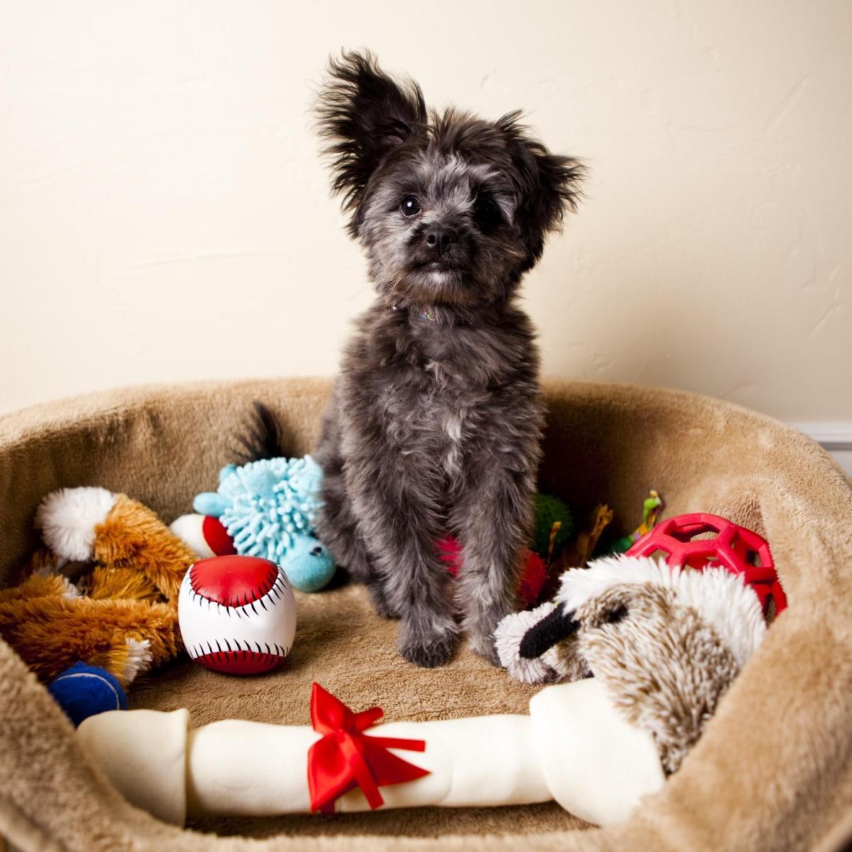 Brinquedos para cachorros hiperativos