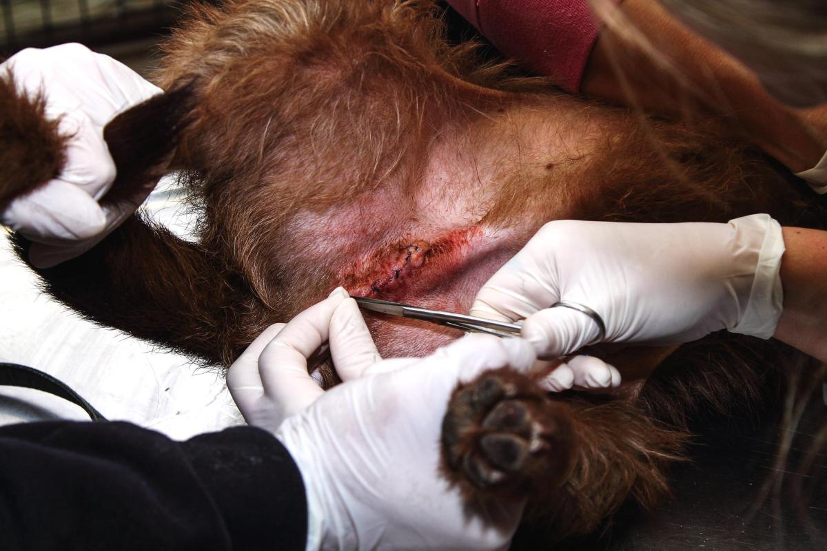 Pontos infeccionados em cachorros - Sintomas e tratamento