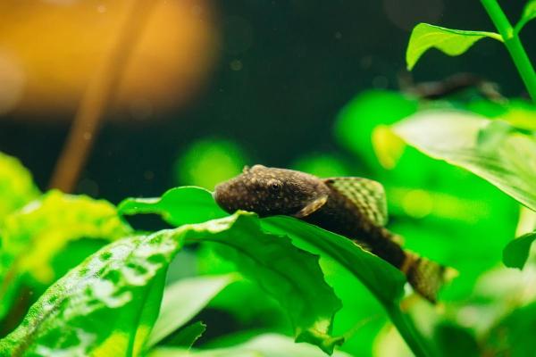 Quais peixes comem algas? - Ancistrus spp.