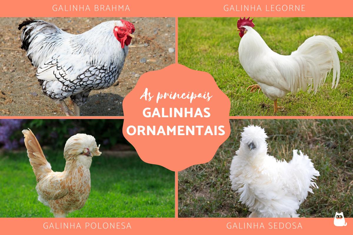 As galinhas ornamentais mais populares