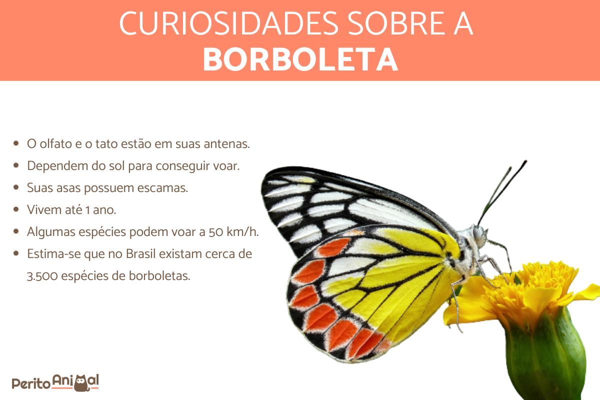 Curiosidades sobre as borboletas