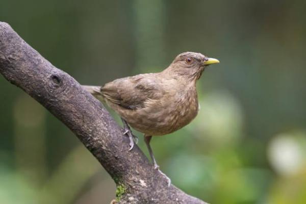 Tipos de sabiás e tordos - 10. Tordo-montês-americano (Turdus plebejus)