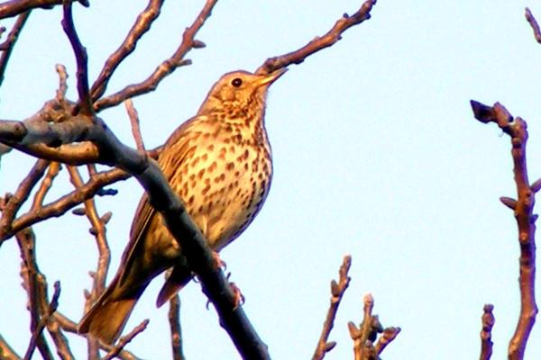 Tipos de sabiás e tordos - 1. Tordo-comum (Turdus philomelos)