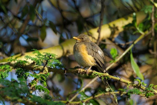 Tipos de sabiás e tordos - 2. Tordo-africano (Turdus pelios)
