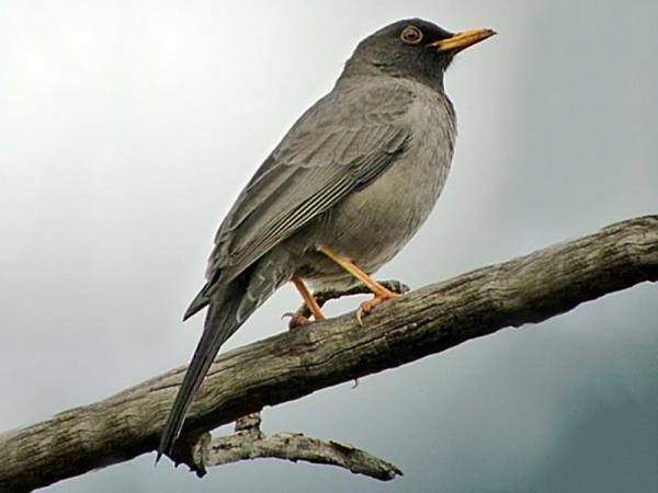 Tipos de sabiás e tordos - 3. Tordo-somali (Turdus ludoviciae)