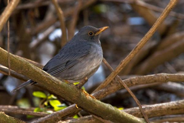 Tipos de sabiás e tordos - 4. Tordo-unicolor (Turdus unicolor)
