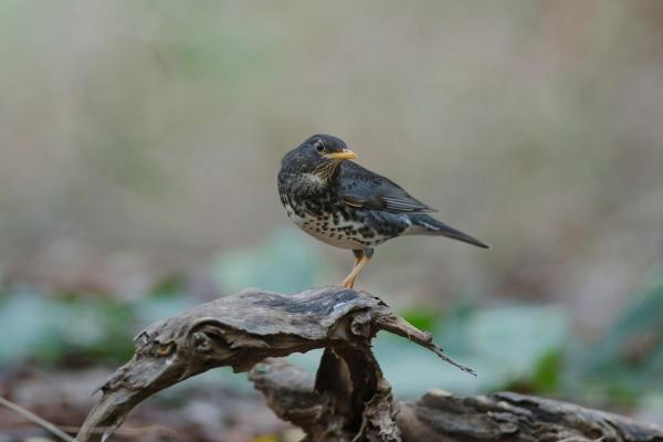 Tipos de sabiás e tordos - 5. Tordo-japonês (Turdus cardis)