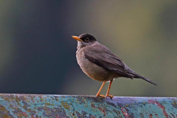 Tipos de sabiás e tordos - 6. Tordo-austral (Turdus falcklandii)