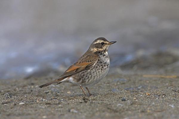 Tipos de sabiás e tordos - 7. Tordo-de-naumann (Turdus naumanni)