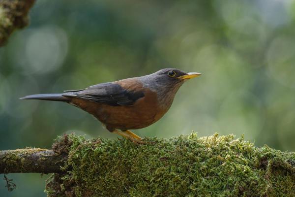 Tipos de sabiás e tordos - 8. Tordo-castanho (Turdus rubrocanus)