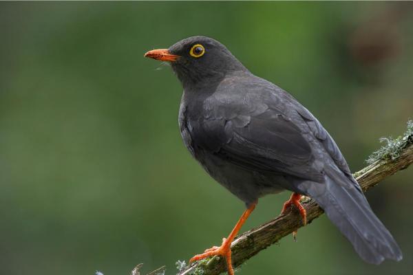 Tipos de sabiás e tordos - 9. Turdus fuscater