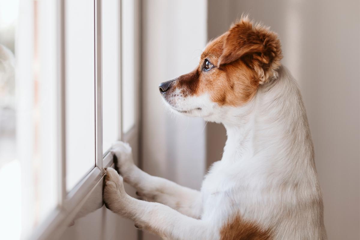 Existe cachorro autista?