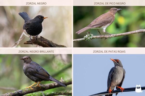 Tipos de sabiás e tordos - Otros tipos de tordos