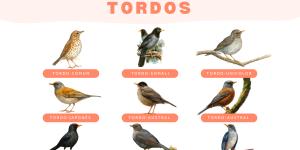 Tipos de sabiás e tordos