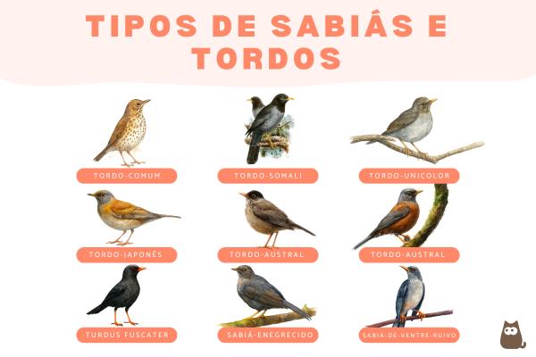 Tipos de sabiás e tordos