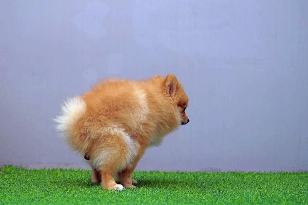 Pode dar laxante para cachorro? - Como saber se o cachorro tem prisão de ventre?