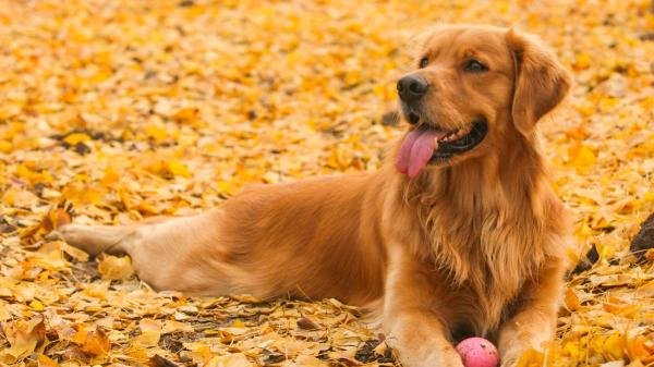Tipos de golden retriever - Golden retriever americano