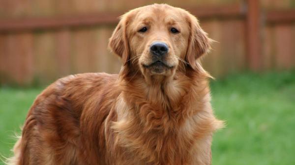 Tipos de golden retriever - Golden retriever canadense