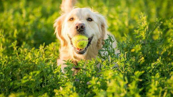 Tipos de golden retriever - O que considerar antes de adotar um golden retriever?