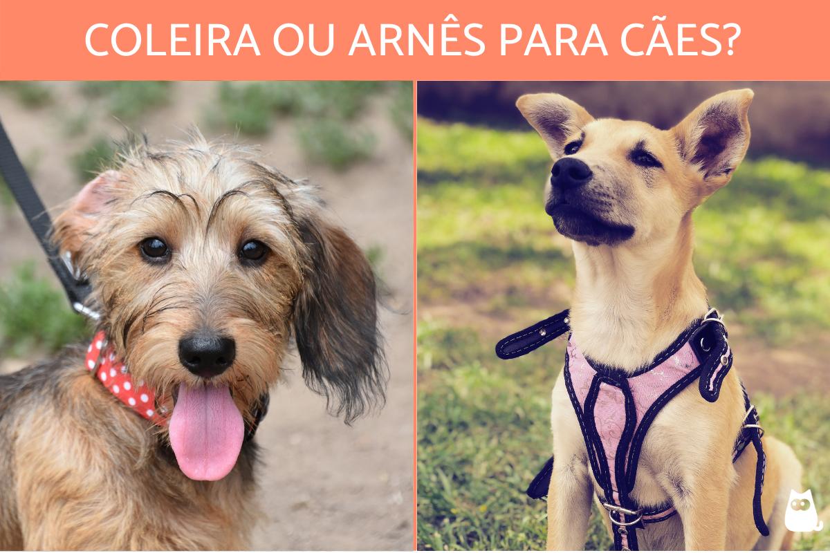 O que é melhor, coleira ou arnês para cães?
