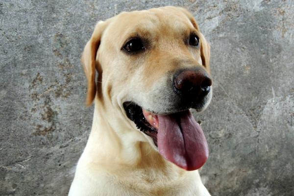 Nomes para cachorros labradores - 