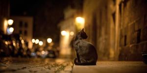 Como é o comportamento dos gatos à noite