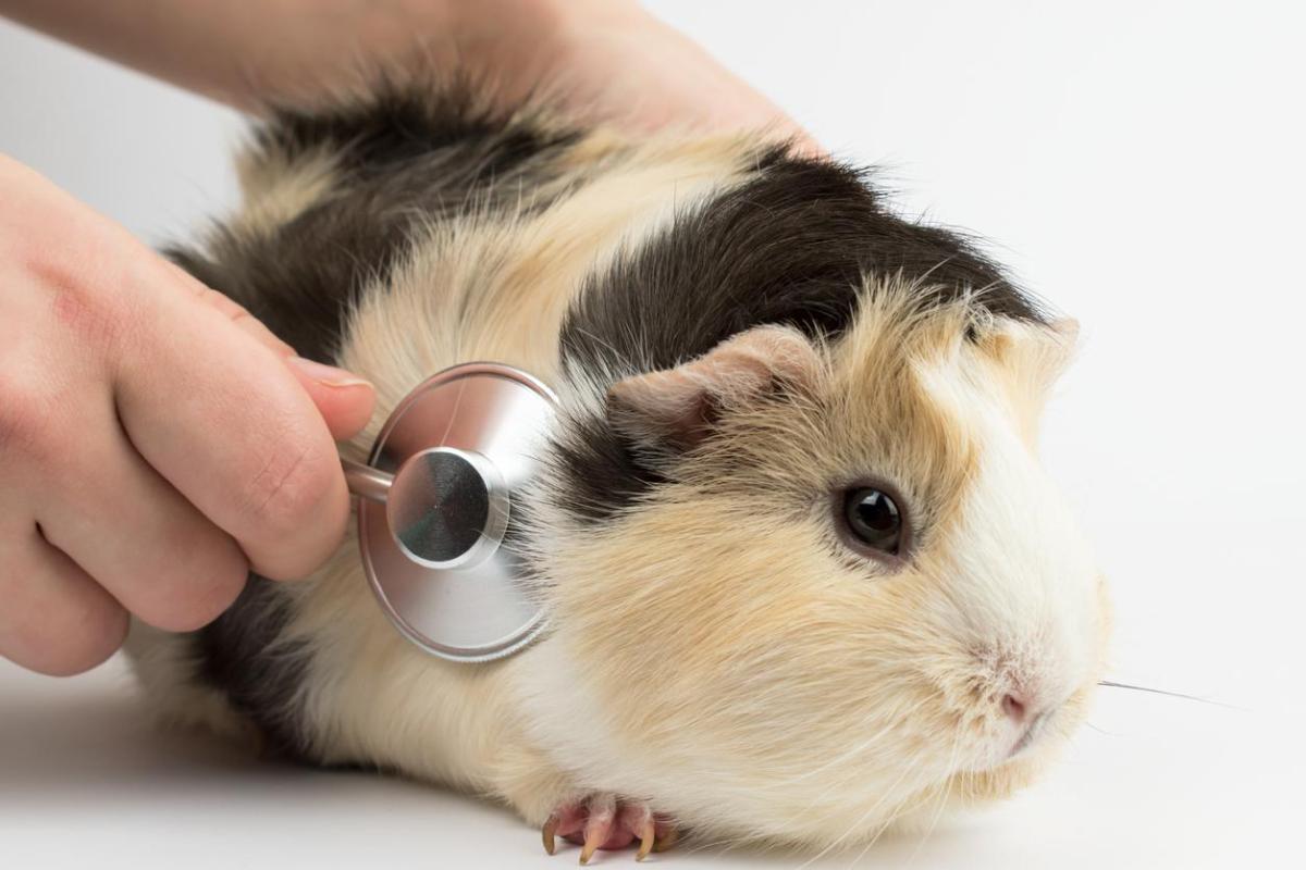 Ivermectina para porquinho-da-índia - Usos, dosagem e efeitos colaterais