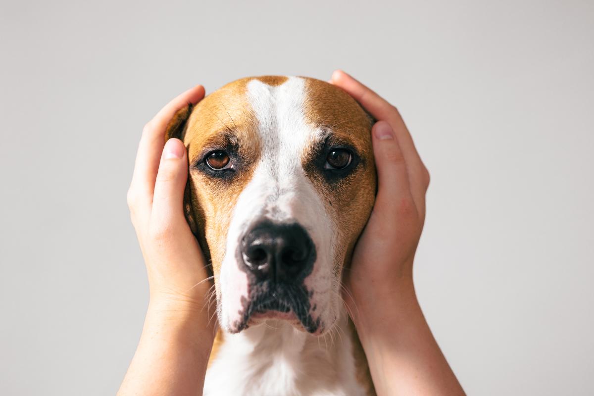 10 sinais de estresse em cães