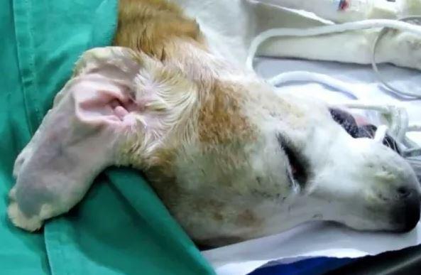 Por que não se deve puxar as orelhas do cachorro? - O que é o otohematoma em cachorros?