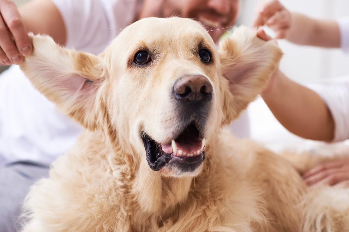 Por que não se deve puxar as orelhas do cachorro?