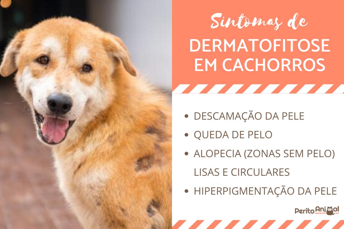 Dermatofitose em cães: causas, sintomas e tratamento