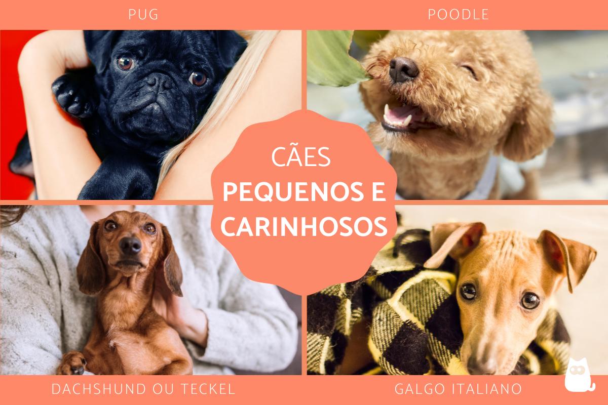 Raças de cães pequenos e carinhosos