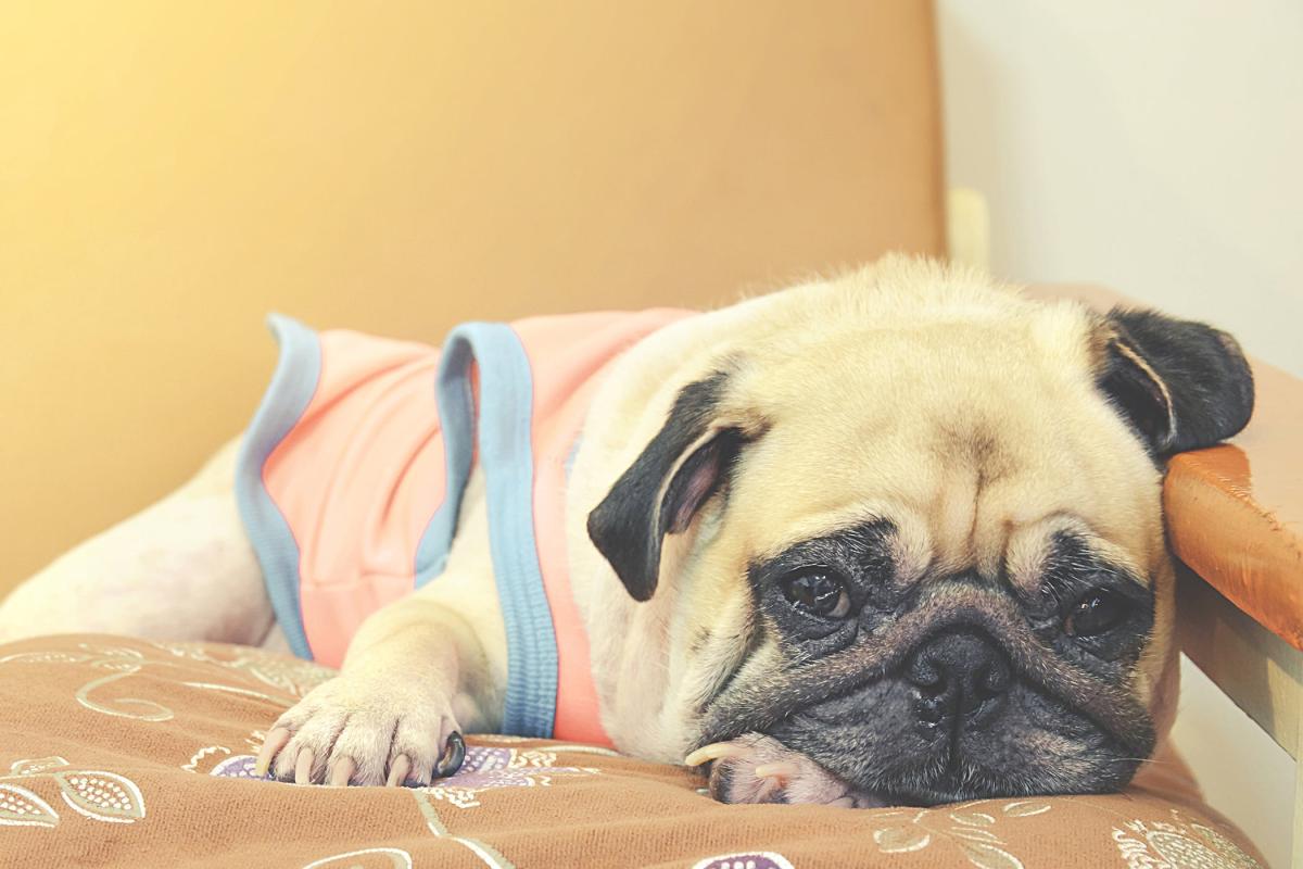 5 sinais de dor no cachorro