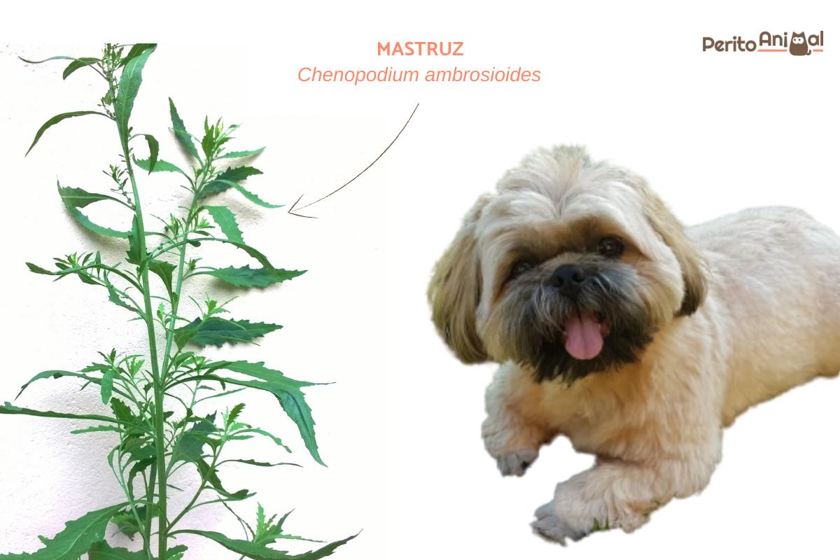 Mastruz para cachorro faz bem ou mal?